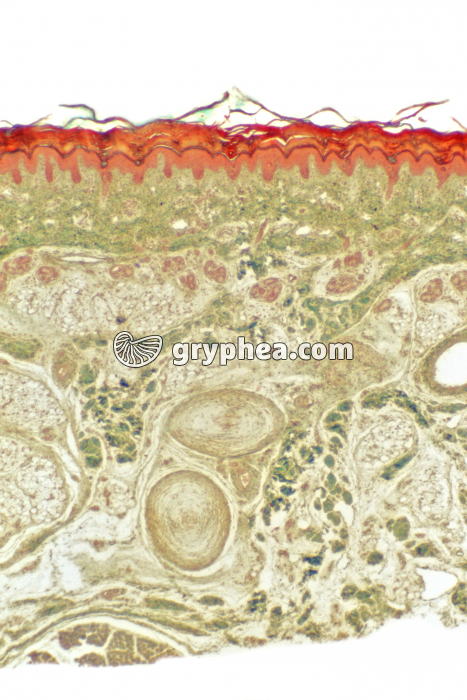 Peau + corpuscules Pacini CT x10 - gryphea.org